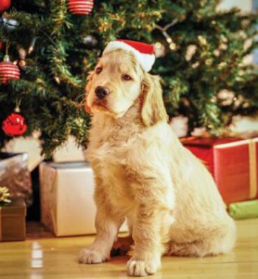 Anxiety-Busting Tips and Remedies for Pet Stains Over the Holidays